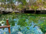 2 Buceos en Cenotes El Pit y Nicte Ha - Imagen 4