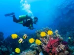 2 Buceos en Mar Arrecifes Playa del Carmen - Imagen 3