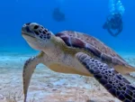 2 Buceos en Mar Arrecifes Playa del Carmen - Imagen 2