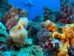 2 Buceos en Mar Arrecifes Playa del Carmen - Imagen 5