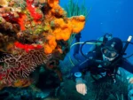 2 Buceos en Mar Arrecifes Cozumel