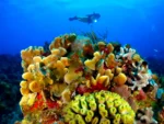 2 Buceos en Mar Arrecifes Cozumel - Imagen 2