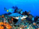 2 Buceos en Mar Arrecifes Cozumel - Imagen 3